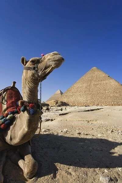 Camel in front of Cheops, The Great Pyramid and Khafre or Chephren