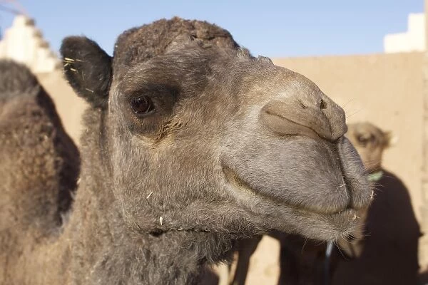 Camel, Morocco