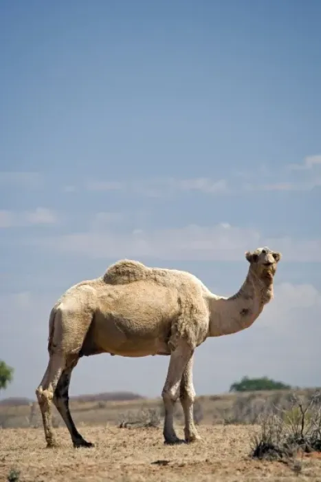 Framed Print : Camel near Stuart Highway, Outback, Northern Terrtory, Australia Framed Print : Camel near Stuart Highway, Outback, Northern Terrtory, Australia