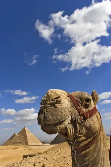 Framed Print : Camel in front of the pyramids of Giza, Egypt, Cheops, Khafre or Chephren, and Menkaure