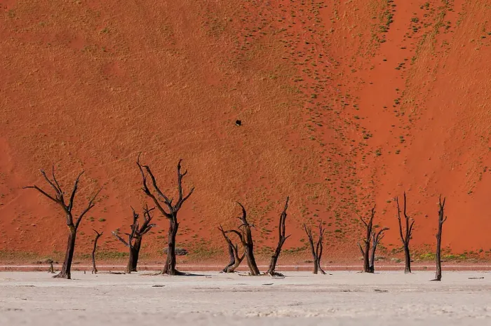 Framed Print : Camel thorn trees against red sand dunes in the Sossusvlei. Namib Naukluft Park, Namib Desert, Namibia Framed Print : Camel thorn trees against red sand dunes in the Sossusvlei. Namib Naukluft Park, Namib Desert, Namibia