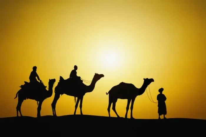 Framed Print : Camels and camel Framed Print : Camels and camel