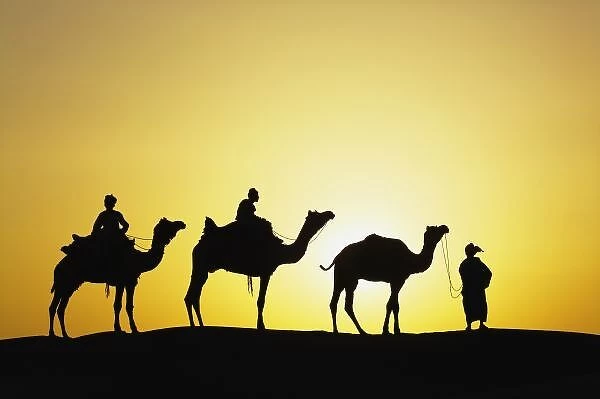 Camels and camel driver silhouetted at sunset, Thar Desert, Udaipur, India