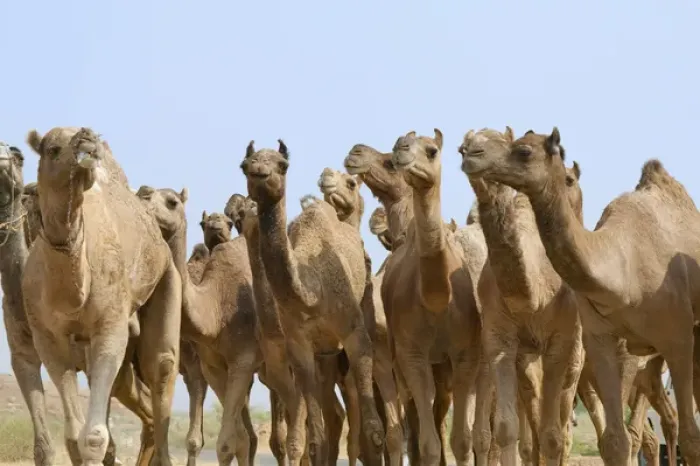 Framed Print : Camels in the desert, Pushkar, Rajasthan, India Framed Print : Camels in the desert, Pushkar, Rajasthan, India