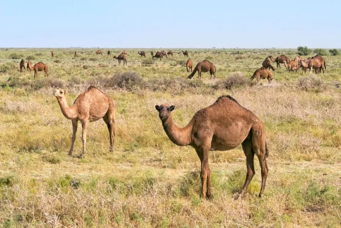 Framed Print : Camels on the grassland, Shymkent, Kazakhstan Framed Print : Camels on the grassland, Shymkent, Kazakhstan