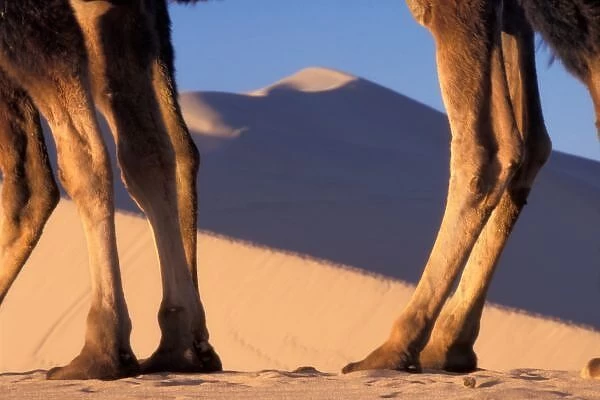 Camels legs with