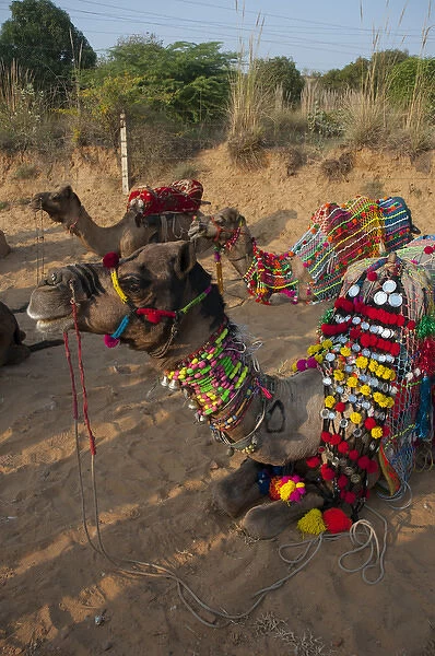 Camels before a ride, Pushkar, Rajasthan, India