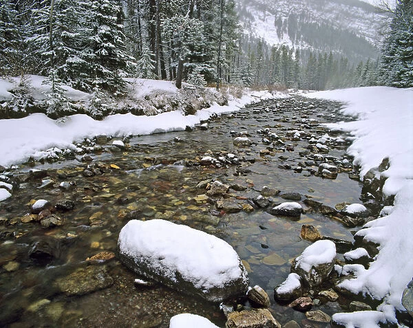 Cameron Creek in Waterton Lakes National Park in Alberta Canada