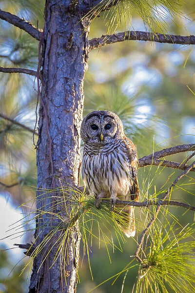 A camouflaged barred owl perches among tree branches during the day