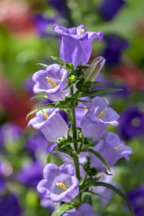 Framed Print : Campanula, Canterbury-Bells, USA