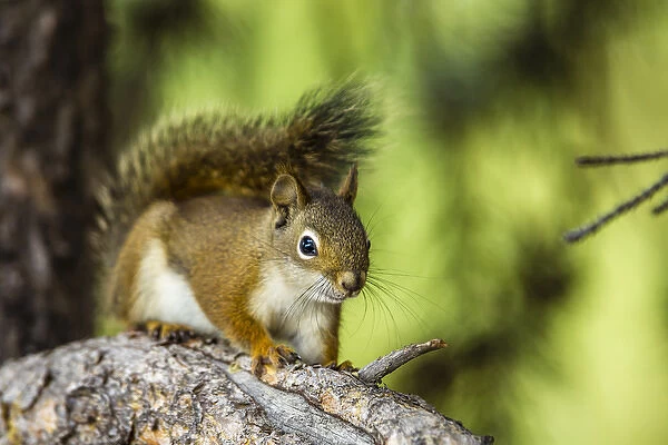 Campground Critter. Red Tree Squirrel Posing on Branch in Flagg Ranch Wyoming