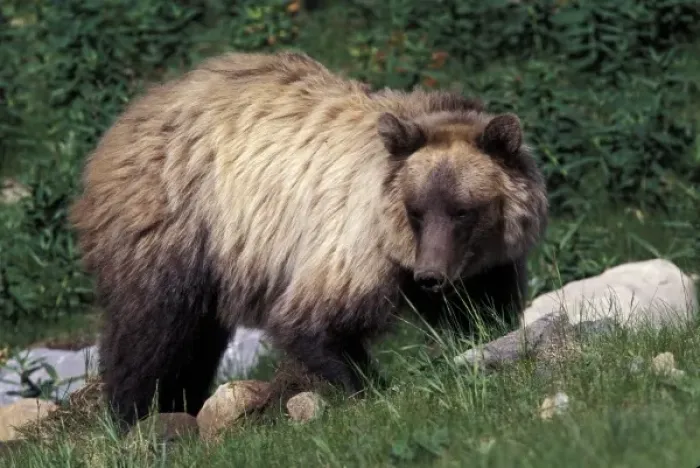 Framed Print : Canada. North America, Canada. Grizzly Bear (Ursus arctos)