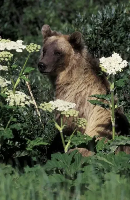 Framed Print : Canada. North America, Canada. Grizzly Bear (Ursus arctos)