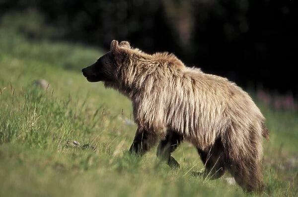 Canada. North America, Canada. Grizzly Bear (Ursus arctos)