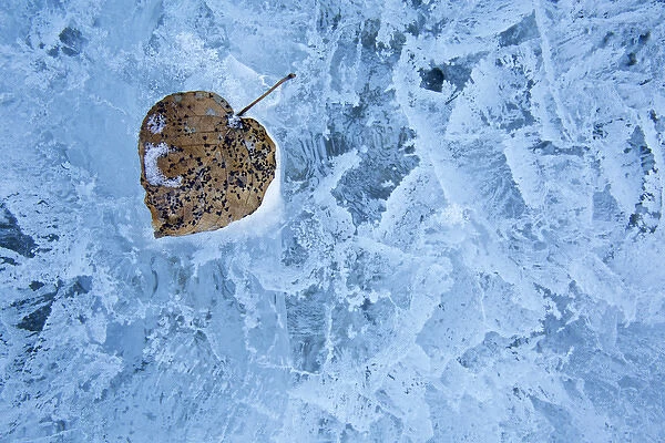 Canada, Alberta, Abraham Lake. Close-up of leaf frozen into ice