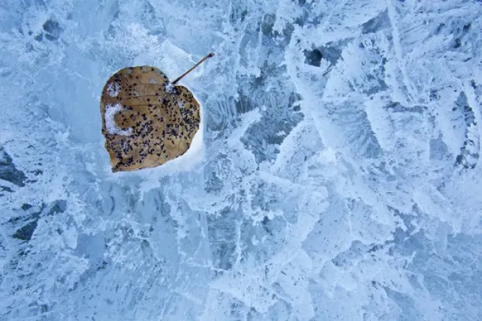 Framed Print : Canada, Alberta, Abraham Lake. Close-up of leaf frozen into ice Framed Print : Canada, Alberta, Abraham Lake. Close-up of leaf frozen into ice
