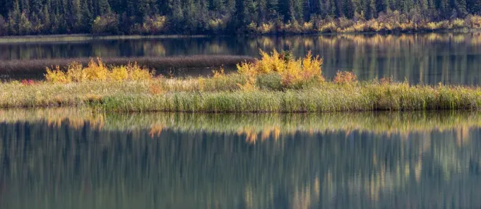 Framed Print : Canada, Alberta. Autumn grass reflections along Talbot Lake, Jasper National Park Framed Print : Canada, Alberta. Autumn grass reflections along Talbot Lake, Jasper National Park