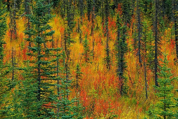 Canada, Alberta. Autumn in a meadow. Credit as: Mike Grandmaison  /  Jaynes Gallery  /  DanitaDelimont