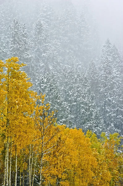 Canada, Alberta, Banff National Park. Falling snow in mountain forest in late autumn