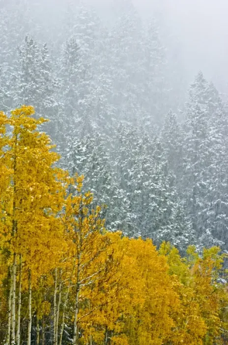 Framed Print : Canada, Alberta, Banff National Park. Falling snow in mountain forest in late autumn Framed Print : Canada, Alberta, Banff National Park. Falling snow in mountain forest in late autumn
