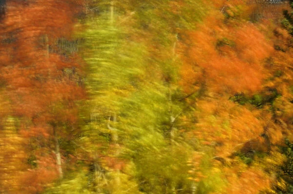Canada, Alberta, Banff National Park. Wind-blown poplar trees in autumn. Credit as