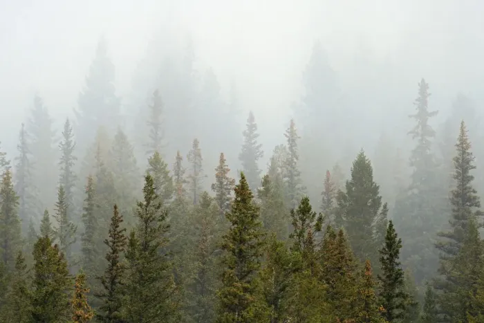 Framed Print : Canada, Alberta, Banff National Park. Bow Valley forest in fog