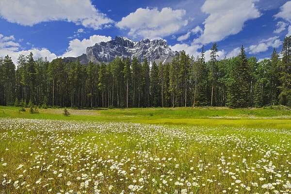 Canada, Alberta, Banff National Park. Landscape with field of common daisies
