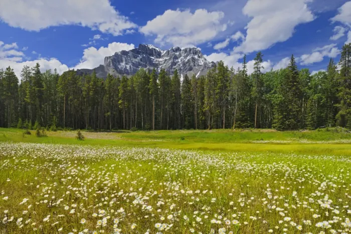 Framed Print : Canada, Alberta, Banff National Park. Landscape with field of common daisies Framed Print : Canada, Alberta, Banff National Park. Landscape with field of common daisies