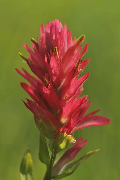 Canada, Alberta, Banff National Park. Indian paintbrush flower close-up