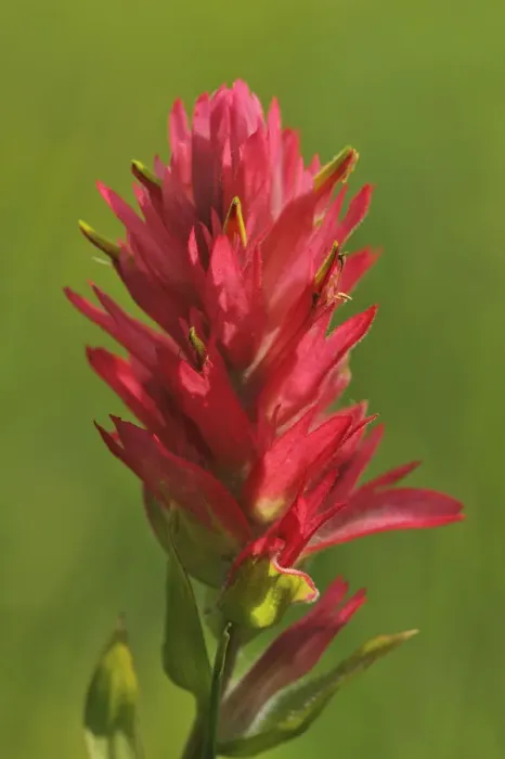 Framed Print : Canada, Alberta, Banff National Park. Indian paintbrush flower close-up Framed Print : Canada, Alberta, Banff National Park. Indian paintbrush flower close-up