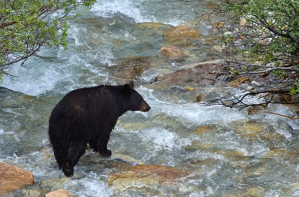 Canada, Alberta, Banff National Park. American black bear sow crossing creek