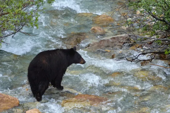 Framed Print : Canada, Alberta, Banff National Park. American black bear sow crossing creek Framed Print : Canada, Alberta, Banff National Park. American black bear sow crossing creek
