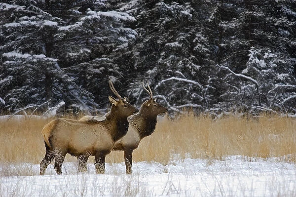 Canada, Alberta, Banff National Park. Female elks in snowy field