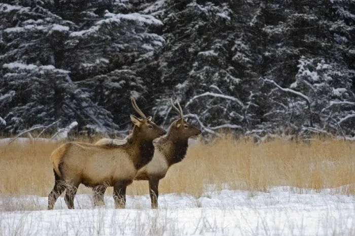 Framed Print : Canada, Alberta, Banff National Park. Female elks in snowy field Framed Print : Canada, Alberta, Banff National Park. Female elks in snowy field