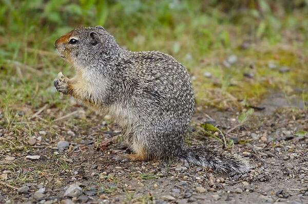 Canada, Alberta, Banff National Park. Columbian ground squirrel close-up