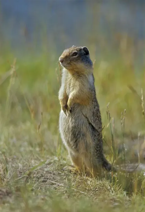 Framed Print : Canada, Alberta, Banff National Park. Columbian ground squirrel close-up Framed Print : Canada, Alberta, Banff National Park. Columbian ground squirrel close-up