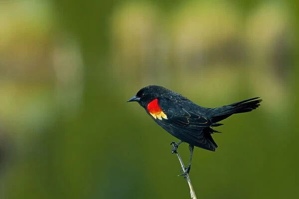 Canada, Alberta, Banff National Park. Male red-winged blackbird in spring plumage