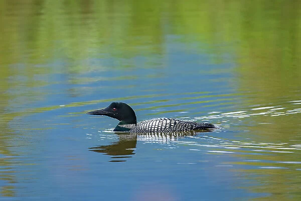 Canada, Alberta, Banff National Park. Common loon swimming in Vermilion Lakes