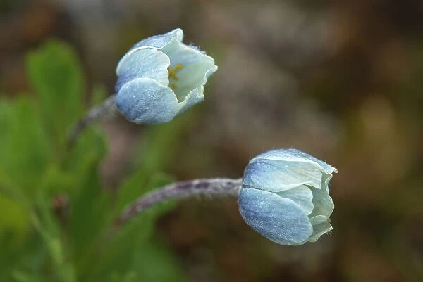 Canada, Alberta, Banff National Park. Drummonds flowers in Sunshine Meadows