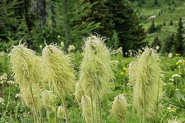 Canada, Alberta, Banff National Park. Seedheads of white pasqueflowers in Sunshine Meadows