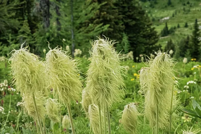 Framed Print : Canada, Alberta, Banff National Park. Seedheads of white pasqueflowers in Sunshine Meadows Framed Print : Canada, Alberta, Banff National Park. Seedheads of white pasqueflowers in Sunshine Meadows