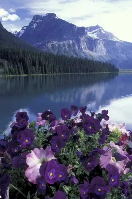 Framed Print : Canada, Alberta, Banff National Park. Pansies and Emerald Lake Framed Print : Canada, Alberta, Banff National Park. Pansies and Emerald Lake