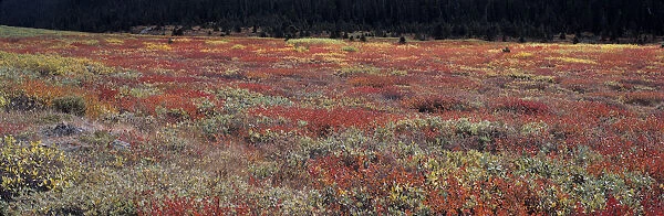 Canada, Alberta, Banff NP. Fall color in the huckleberry patches near the Columbia
