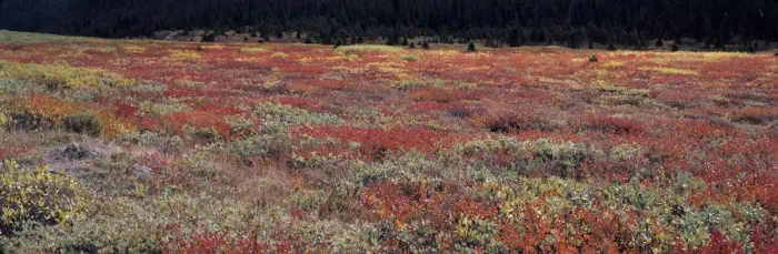 Framed Print : Canada, Alberta, Banff NP. Fall color in the huckleberry patches near the Columbia Framed Print : Canada, Alberta, Banff NP. Fall color in the huckleberry patches near the Columbia