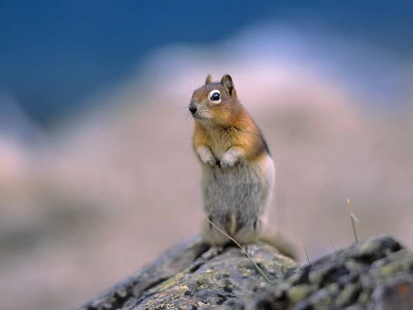 Canada, Alberta, Banff NP. A Golden-mantle Ground Squirrel pauses in Banff NP, a