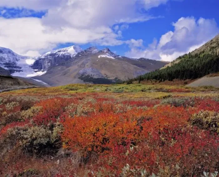 Framed Print : Canada, Alberta, Banff NP. Huckleberries bloom deep crimson near the Columbia Icefields