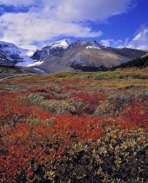 Canada, Alberta, Banff NP. Huckleberries provide food for hungry bears near the Columbia Icefields