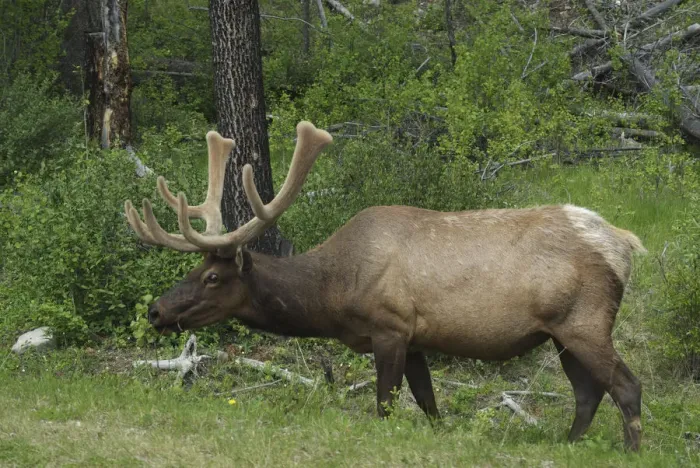 Framed Print : Canada: Alberta, Bow Valley, elk (wapiti is its Indian name, Cervus elaphus)