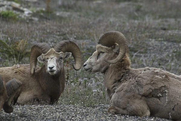 Canada: Alberta, Columbia Icefields Parkway, big-horn sheep (in a herd of 13)