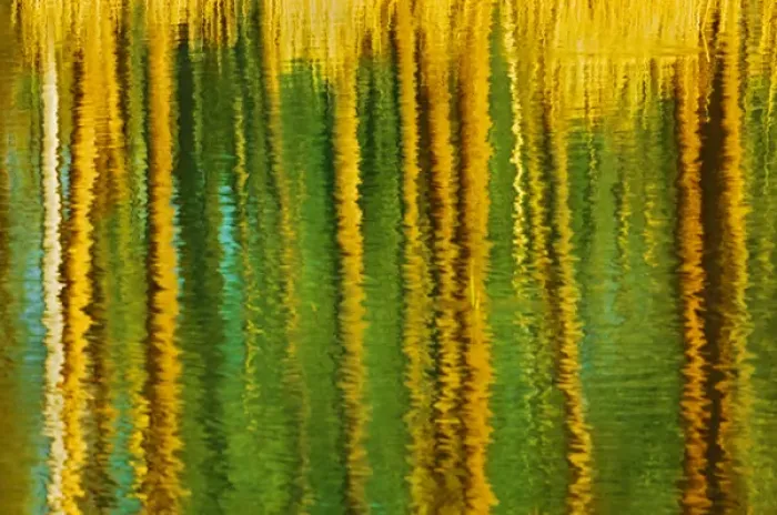 Framed Print : Canada, Alberta, Elk Island National Park. Aspen trees reflected in a pond. Credit as Framed Print : Canada, Alberta, Elk Island National Park. Aspen trees reflected in a pond. Credit as